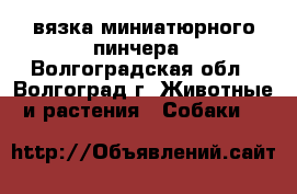 вязка миниатюрного пинчера - Волгоградская обл., Волгоград г. Животные и растения » Собаки   